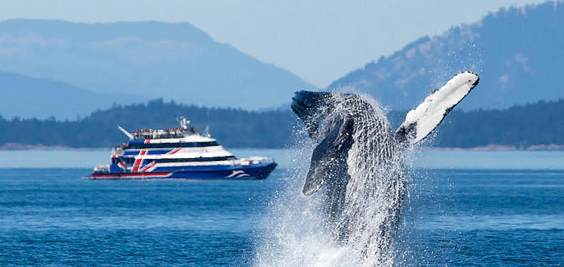 Victoria Clipper with emerging whale in the foreground.